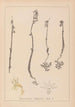 Herbier de la flore française Pl0999 - Louis Antoine Cusin — widok dzieła