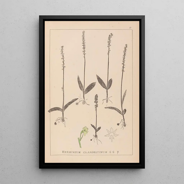 Louis Antoine Cusin - Herbier de la flore franaise Pl1000.webp