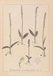 Herbier de la flore française Pl1000 - Louis Antoine Cusin — widok dzieła