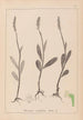 Herbier de la flore française Pl1001 - Louis Antoine Cusin — widok dzieła