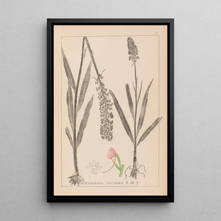 Louis Antoine Cusin - Herbier de la flore franaise Pl1002.webp