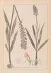 Herbier de la flore française Pl1002 - Louis Antoine Cusin — widok dzieła