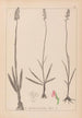 Herbier de la flore française Pl1003 - Louis Antoine Cusin — widok dzieła