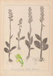 Herbier de la flore française Pl1004 - Louis Antoine Cusin — widok dzieła