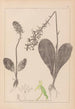 Herbier de la flore française Pl1005 - Louis Antoine Cusin — widok dzieła