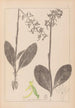 Herbier de la flore française Pl1006 - Louis Antoine Cusin — widok dzieła