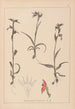 Herbier de la flore française Pl1008 - Louis Antoine Cusin — widok dzieła