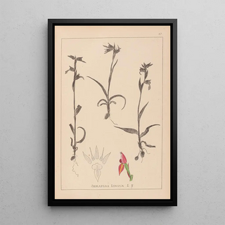 Louis Antoine Cusin - Herbier de la flore franaise Pl1008.webp