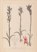 Herbier de la flore française Pl1009 - Louis Antoine Cusin — widok dzieła