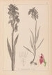 Herbier de la flore française Pl1010 - Louis Antoine Cusin — widok dzieła