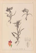 Herbier de la flore française Pl1011 - Louis Antoine Cusin — widok dzieła