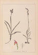 Herbier de la flore française Pl1012 - Louis Antoine Cusin — widok dzieła
