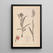 Herbarium francuskiej flory Pl1013 - Louis Antoine Cusin — oprawiony obraz na ścianie