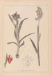 Herbarium francuskiej flory Pl1013 - Louis Antoine Cusin — widok dzieła