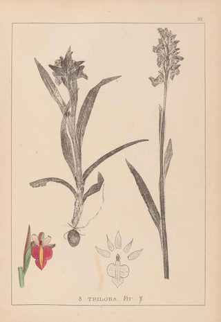 Louis Antoine Cusin - Herbier de la flore franaise Pl1013.webp
