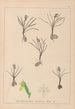 Herbier de la flore française Pl1014 - Louis Antoine Cusin — widok dzieła