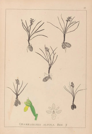 Louis Antoine Cusin - Herbier de la flore franaise Pl1014.webp
