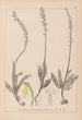 Herbier de la flore française Pl1015 - Louis Antoine Cusin — widok dzieła