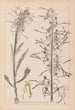 Herbier de la flore française Pl1016 - Louis Antoine Cusin — widok dzieła