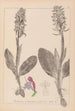 Herbier de la flore française Pl1017 - Louis Antoine Cusin — widok dzieła
