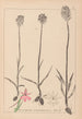Herbier de la flore française Pl1018 - Louis Antoine Cusin — widok dzieła