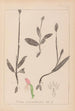 Herbier de la flore française Pl1019 - Louis Antoine Cusin — widok dzieła