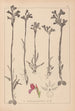 Herbier de la flore française Pl1020 - Louis Antoine Cusin — widok dzieła