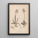 Herbarium francuskiej flory Pl1021 - Louis Antoine Cusin — oprawiony obraz na ścianie