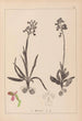 Herbarium francuskiej flory Pl1021 - Louis Antoine Cusin — widok dzieła
