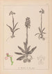Herbier de la flore française Pl1022 - Louis Antoine Cusin — widok dzieła