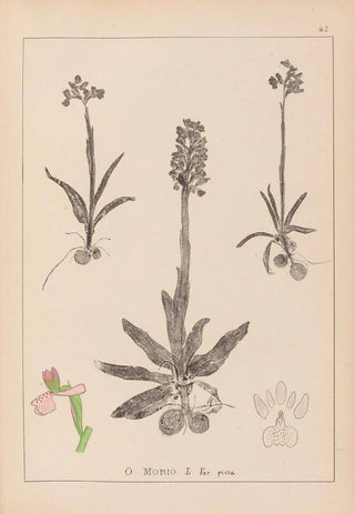 Louis Antoine Cusin - Herbier de la flore franaise Pl1022.webp