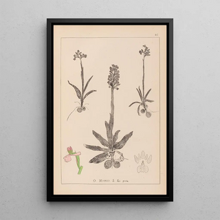 Louis Antoine Cusin - Herbier de la flore franaise Pl1022.webp