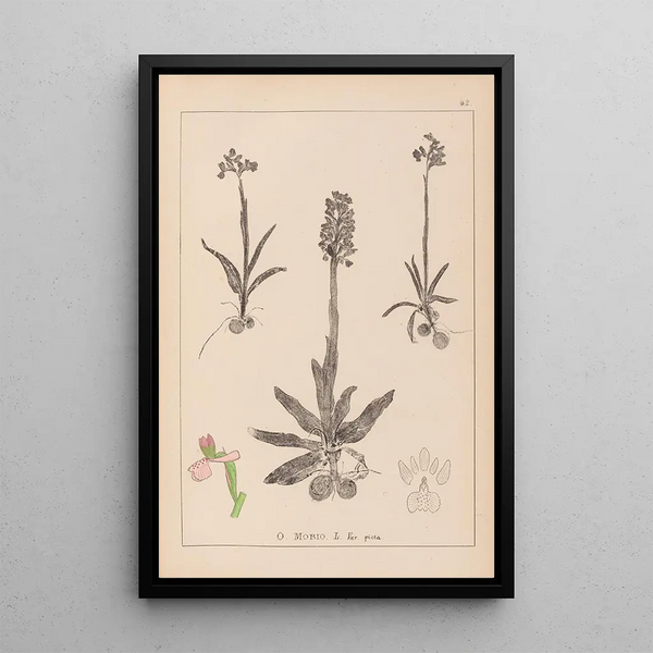 Louis Antoine Cusin - Herbier de la flore franaise Pl1022.webp