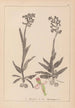 Herbier de la flore française Pl1023 - Louis Antoine Cusin — widok dzieła