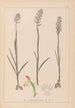 Herbier de la flore française Pl1024 - Louis Antoine Cusin — widok dzieła