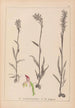 Herbier de la flore française Pl1025 - Louis Antoine Cusin — widok dzieła