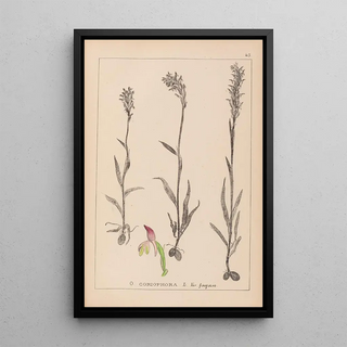 Louis Antoine Cusin - Herbier de la flore franaise Pl1025.webp