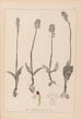 Herbier de la flore française Pl1026 - Louis Antoine Cusin — widok dzieła