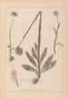 Herbier de la flore française Pl1027 - Louis Antoine Cusin — widok dzieła