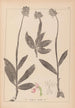 Herbier de la flore française Pl1028 - Louis Antoine Cusin — widok dzieła