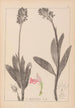 Herbier de la flore française Pl1029 - Louis Antoine Cusin — widok dzieła