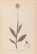 Herbier de la flore française Pl1030 - Louis Antoine Cusin — widok dzieła