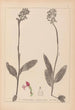 Herbier de la flore française Pl1031 - Louis Antoine Cusin — widok dzieła