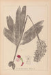 Herbier de la flore française Pl1032 - Louis Antoine Cusin — widok dzieła