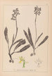 Herbier de la flore française Pl1033 - Louis Antoine Cusin — widok dzieła