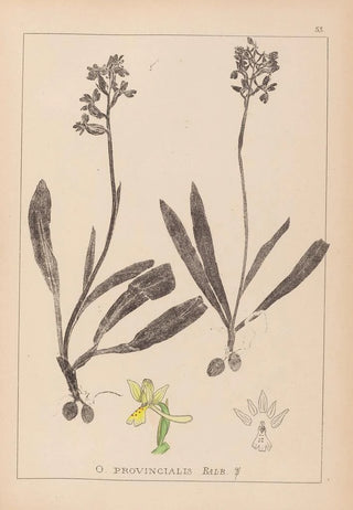 Louis Antoine Cusin - Herbier de la flore franaise Pl1033.webp