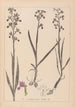 Herbier de la flore française Pl1034 - Louis Antoine Cusin — widok dzieła