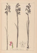 Herbarium francuskiej flory Pl1035 - Louis Antoine Cusin — widok dzieła