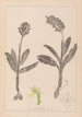 Herbier de la flore française Pl1036 - Louis Antoine Cusin — widok dzieła