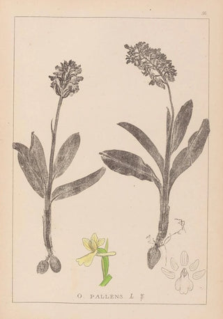 Louis Antoine Cusin - Herbier de la flore franaise Pl1036.webp